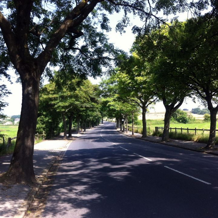 Tress forming a tunnel