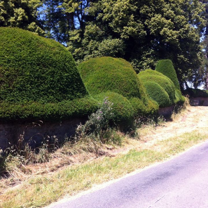 Picture of Yew Hedge